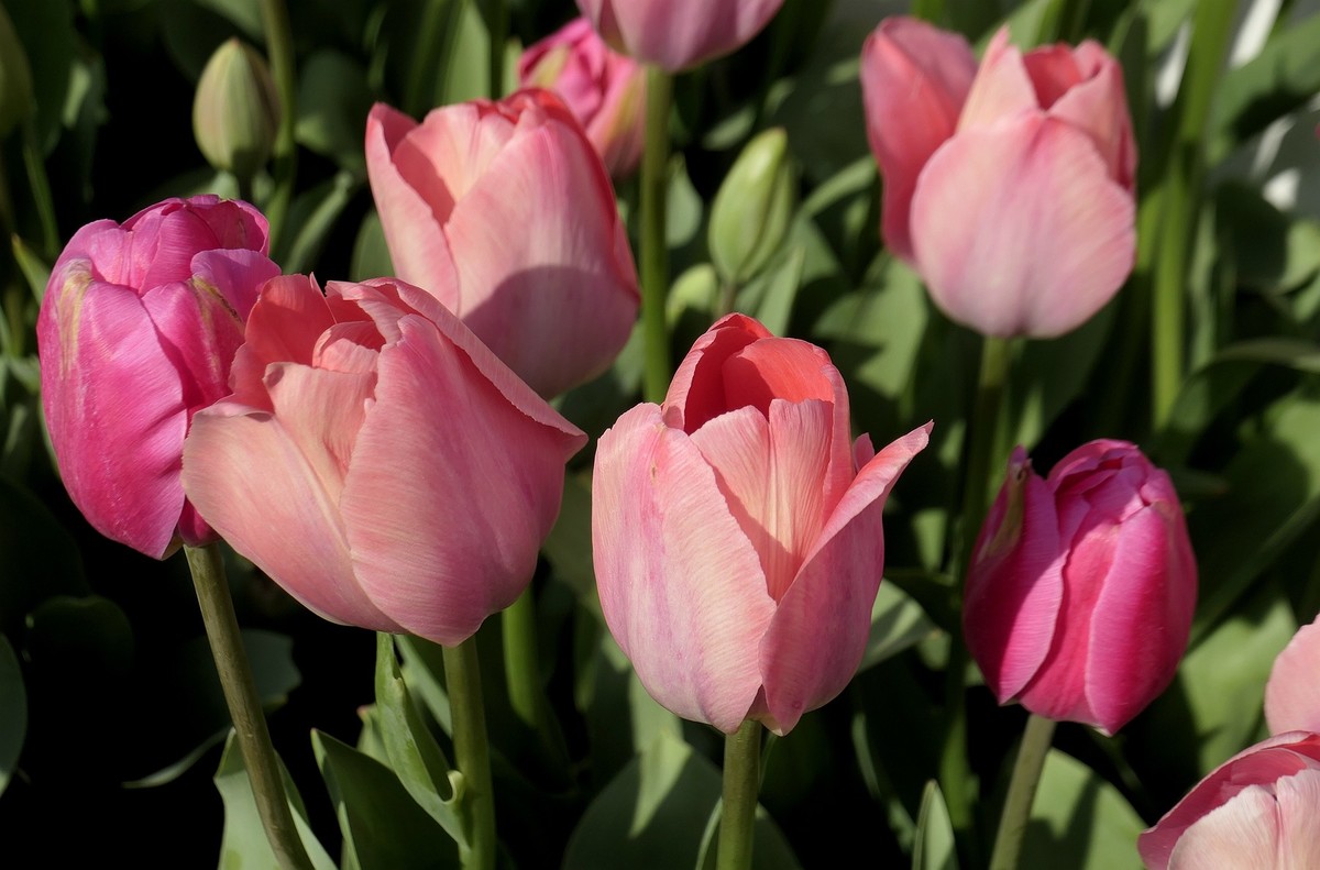 中山公园郁金香