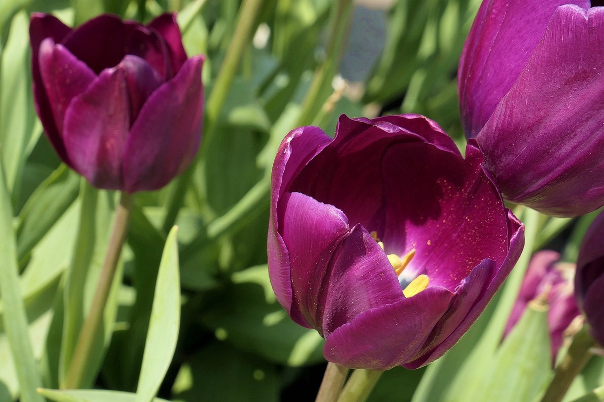 中山公园郁金香