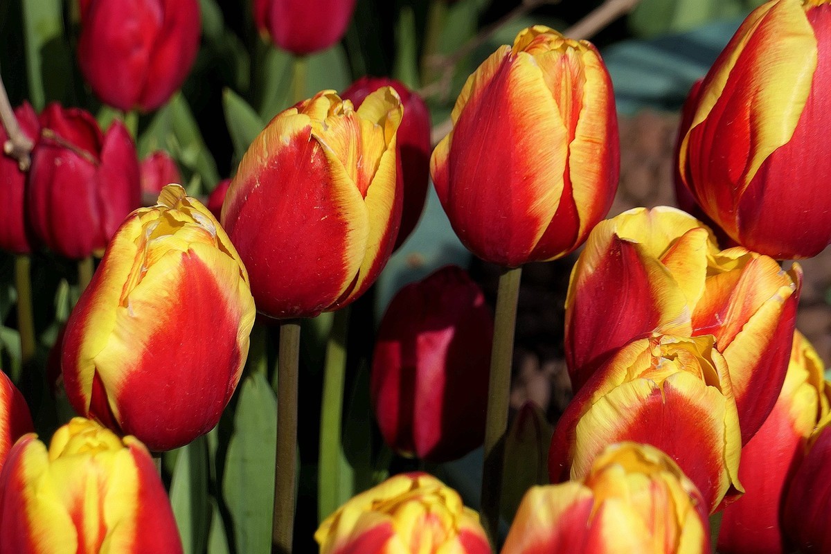 中山公园郁金香