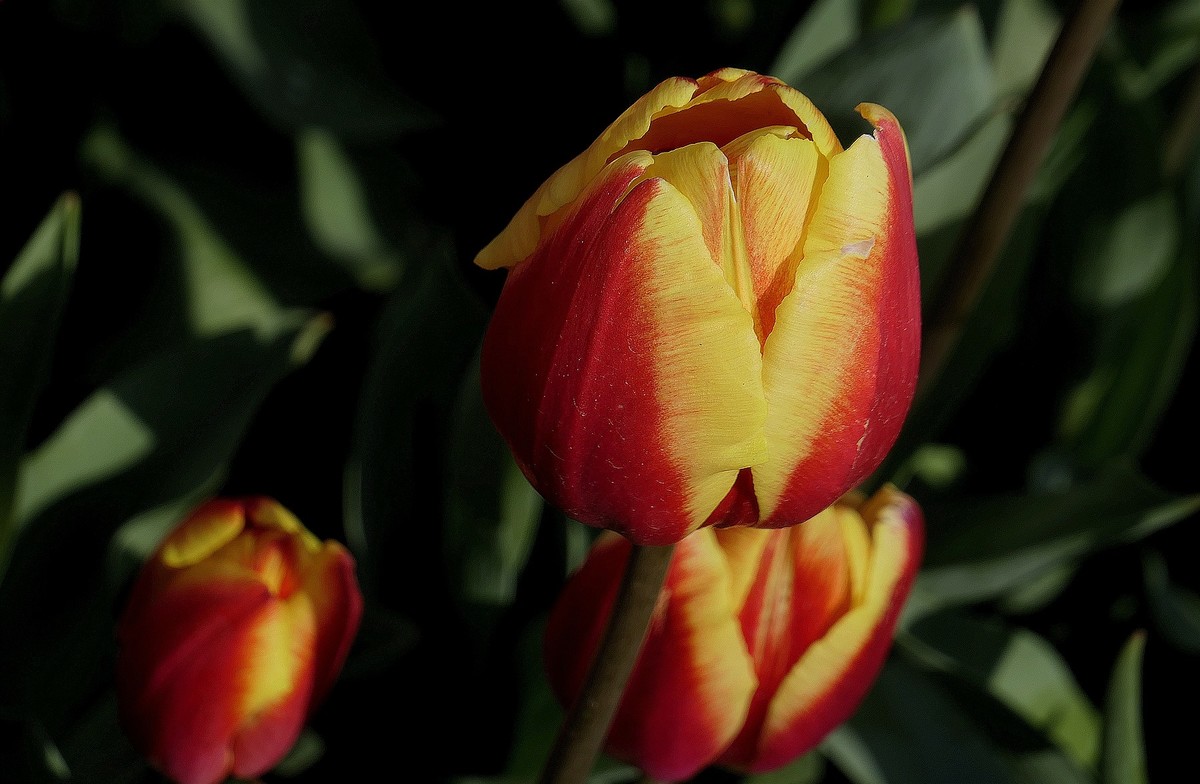 中山公园郁金香