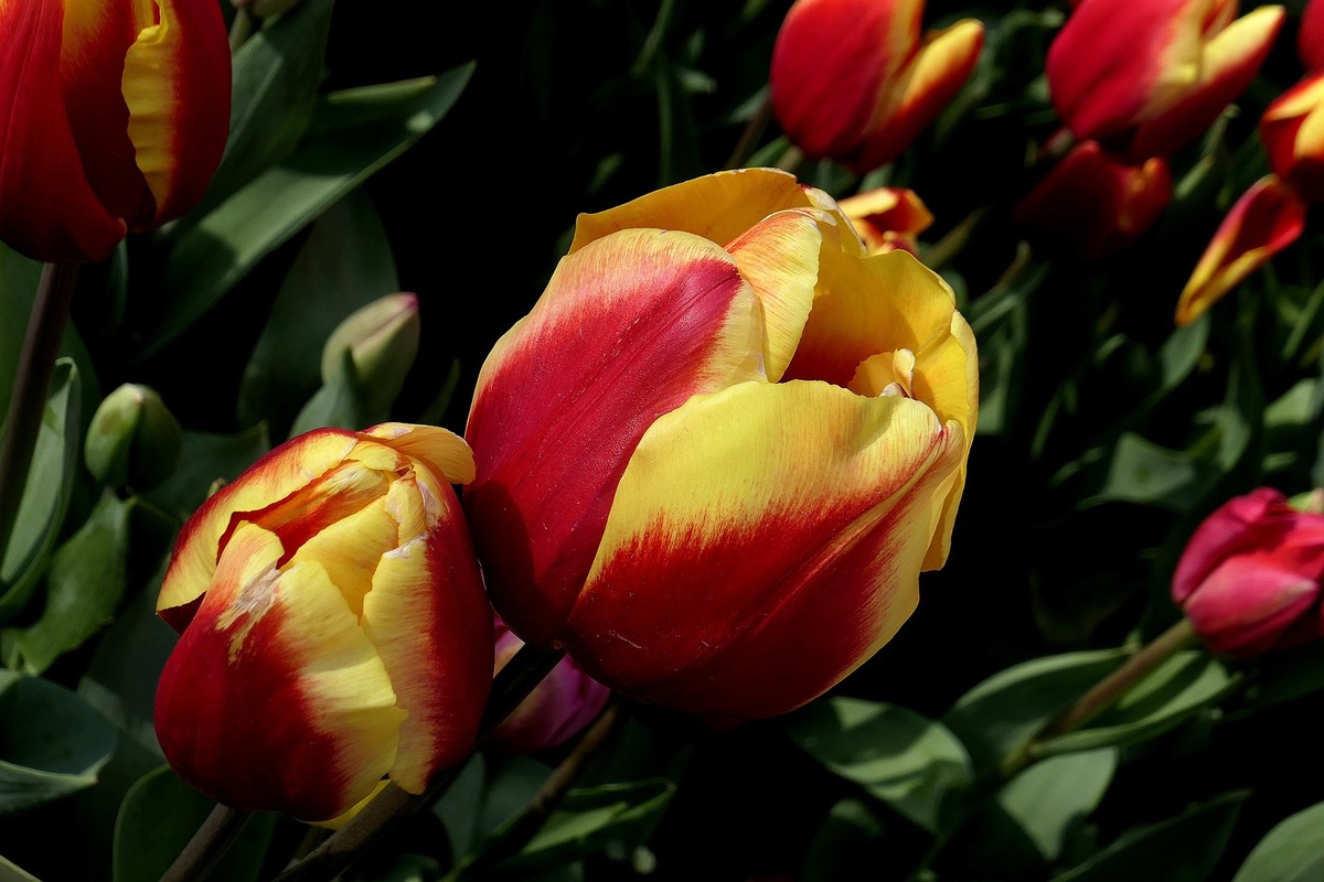 中山公园郁金香