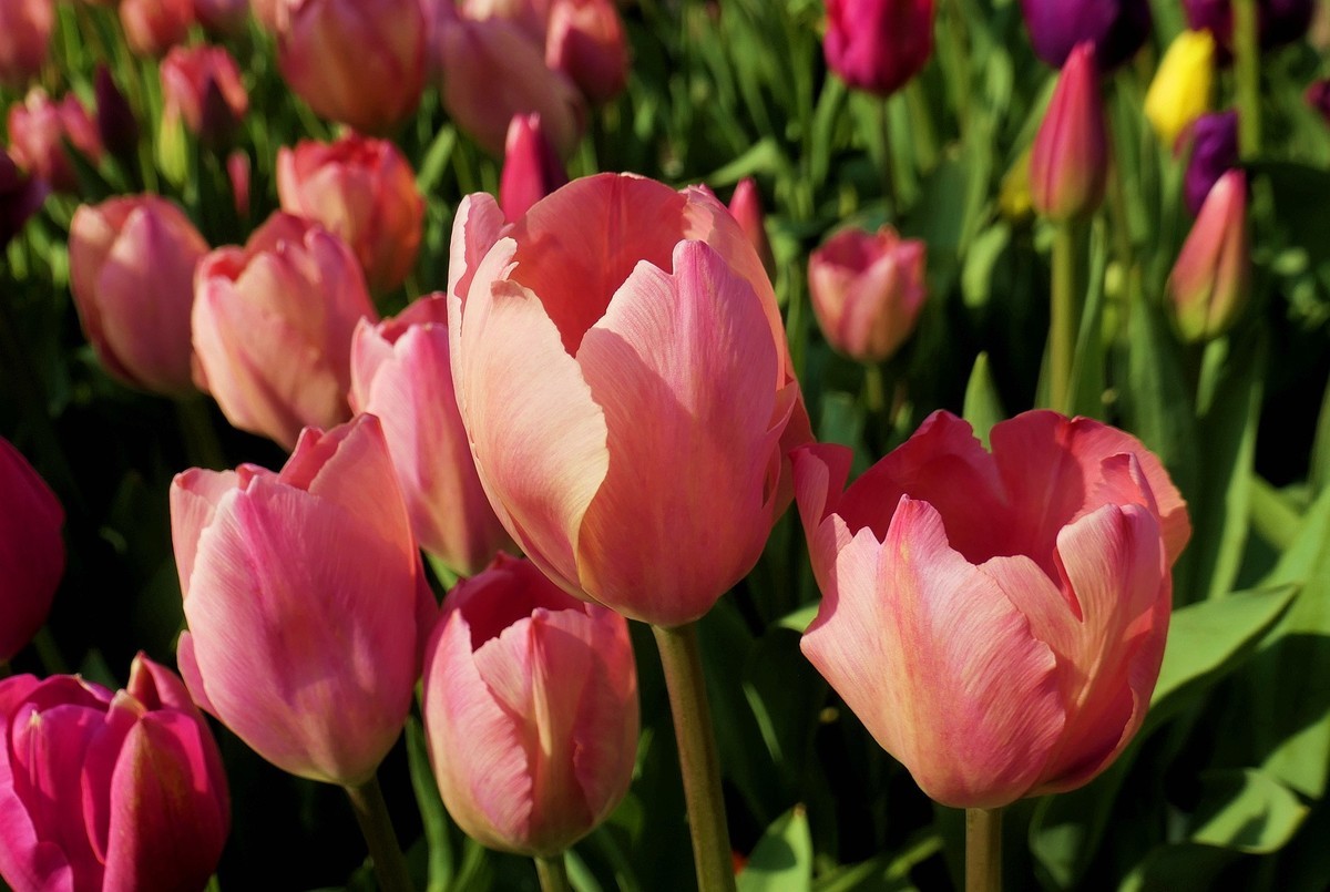 中山公园郁金香