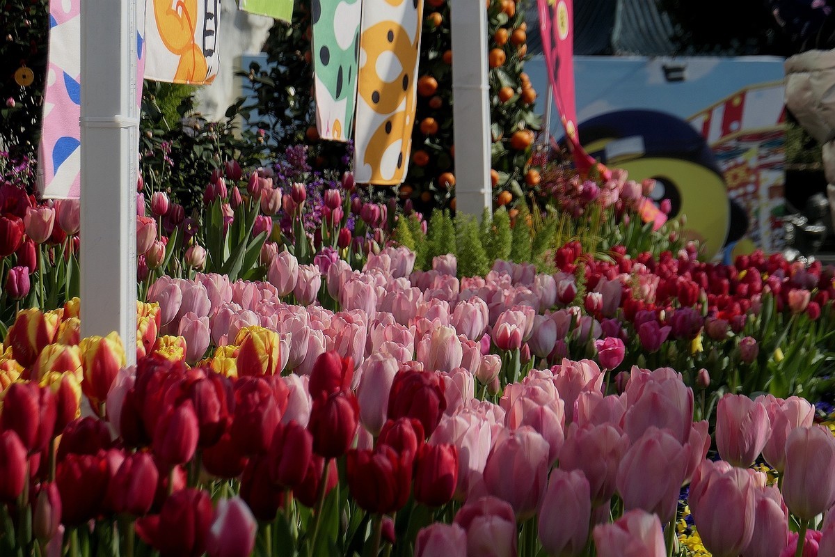 中山公园郁金香