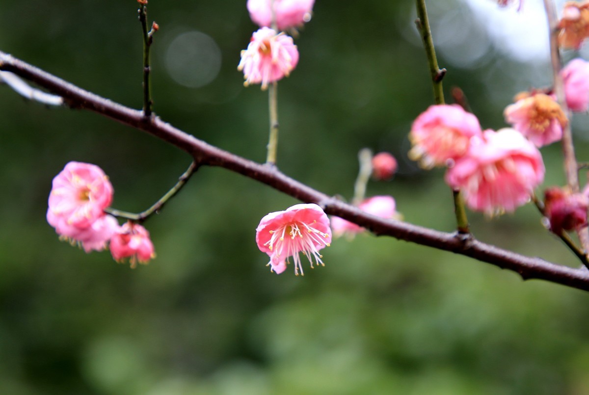 雨中梅花，与众不同。