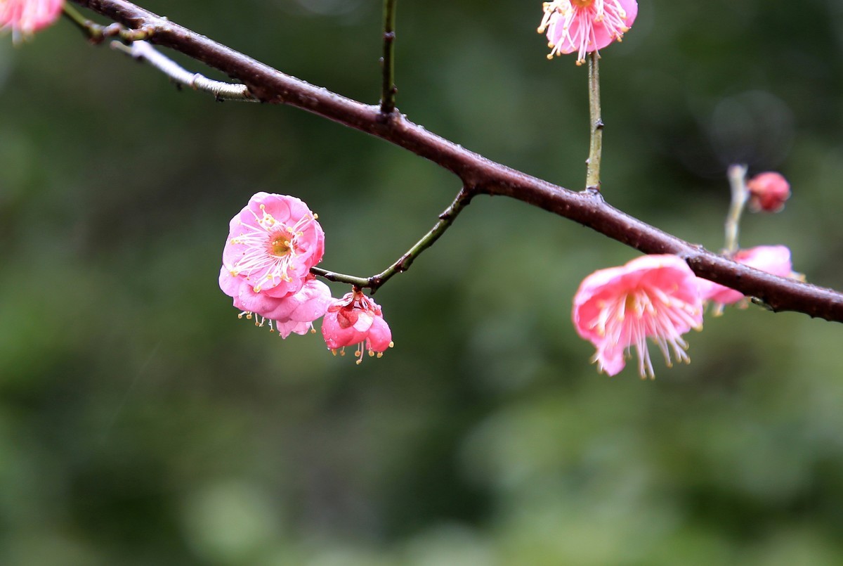 雨中梅花，与众不同。
