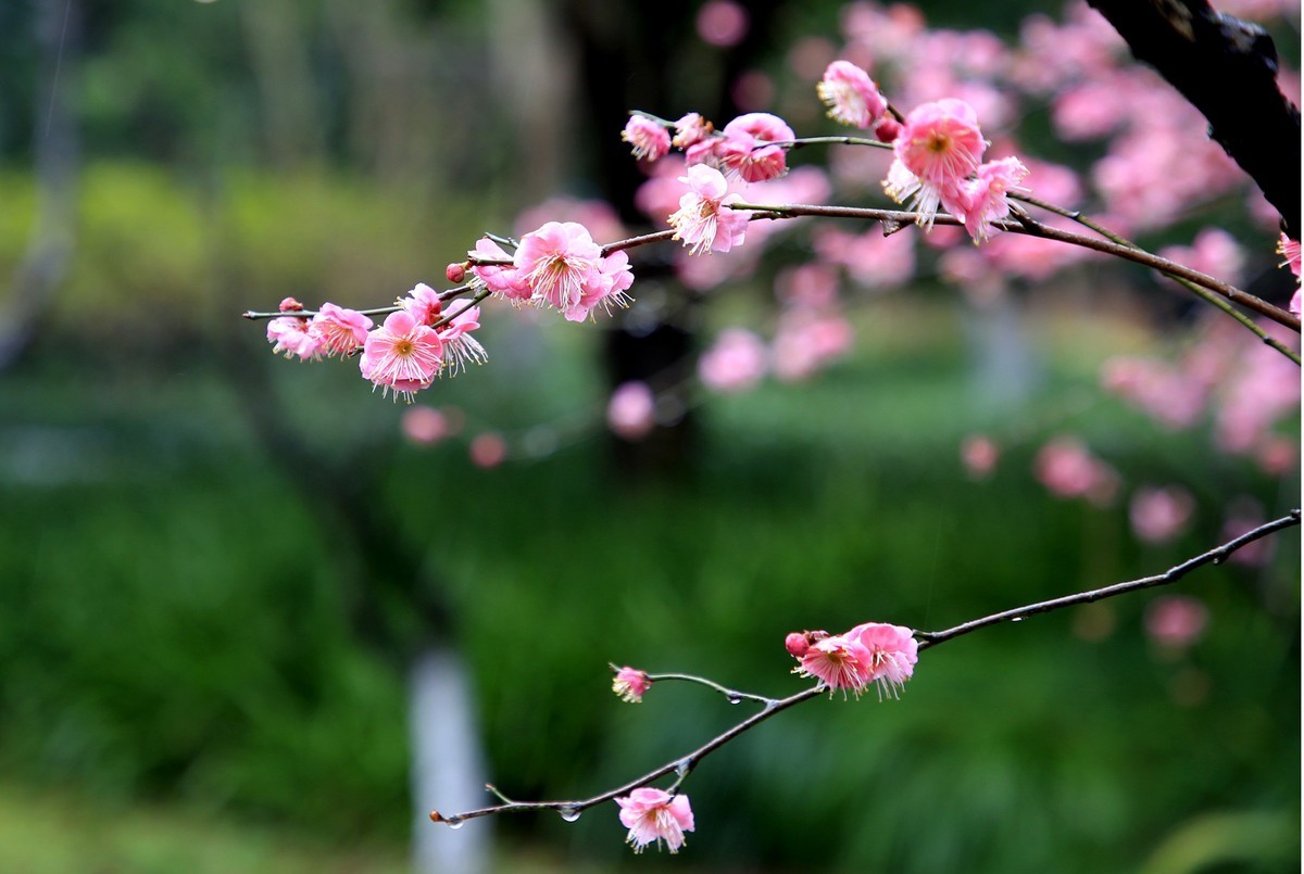 雨中梅花，与众不同。