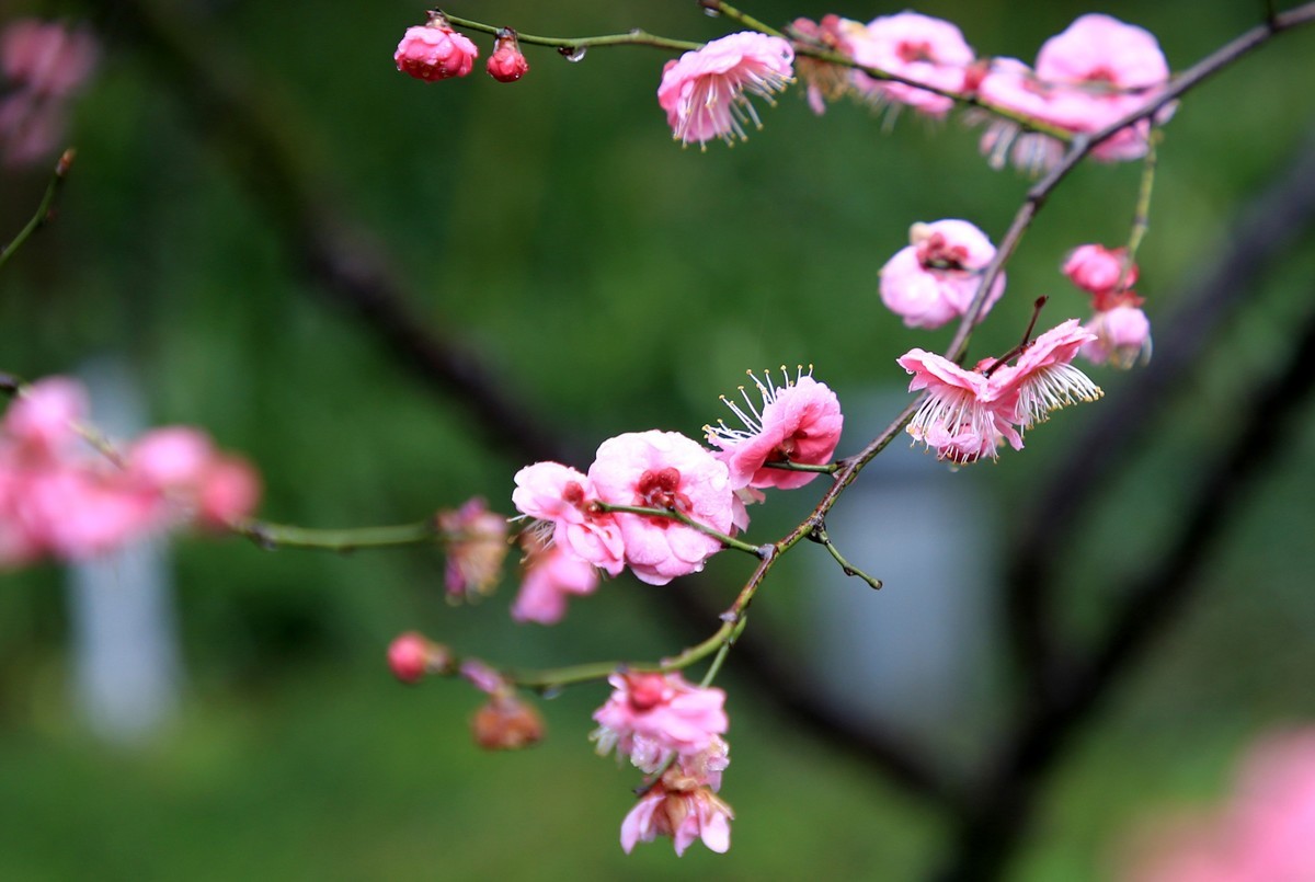 雨中梅花，与众不同。