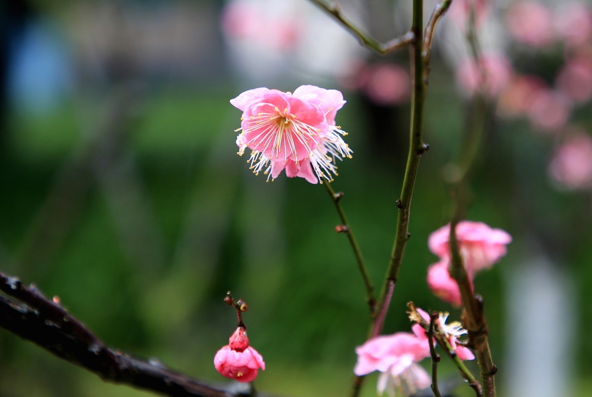 雨中梅花，与众不同。