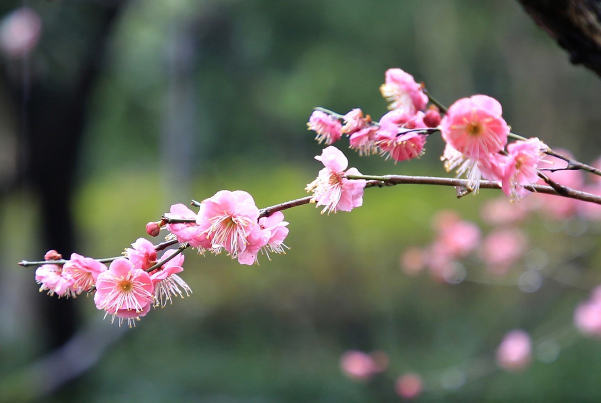 雨中梅花，与众不同。