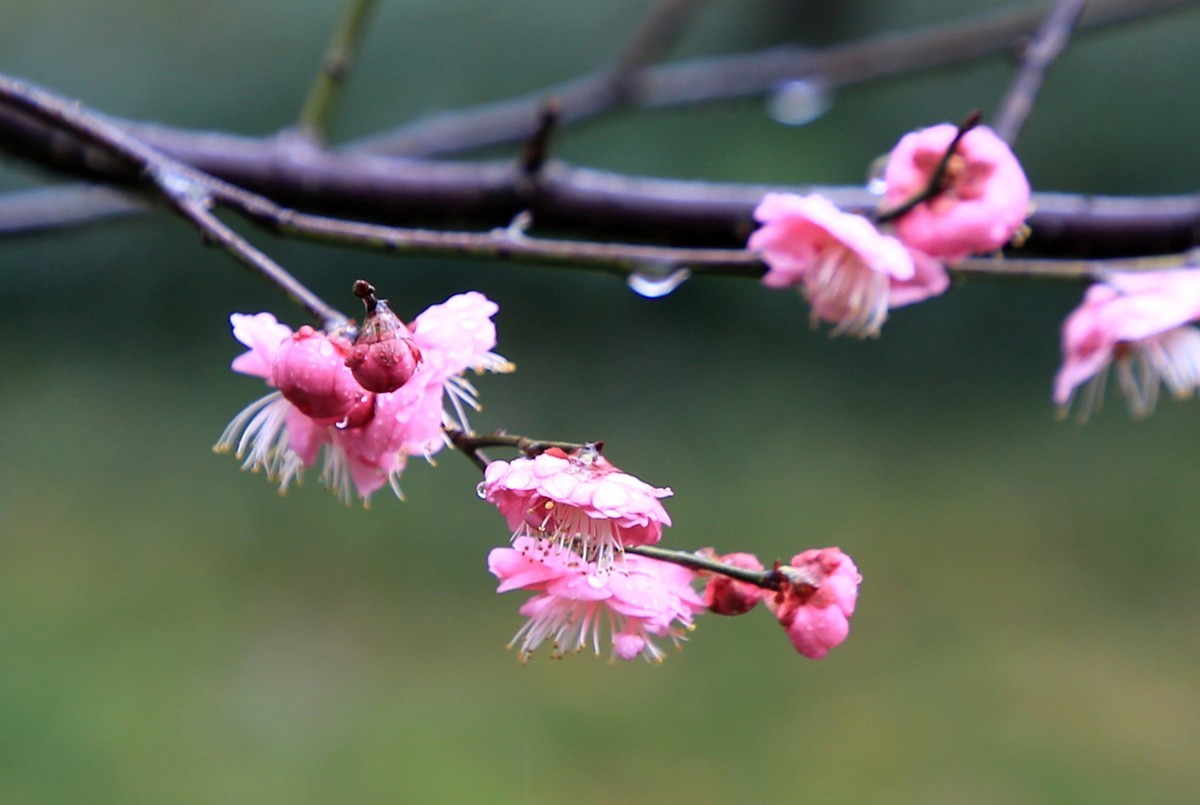 雨中梅花，与众不同。