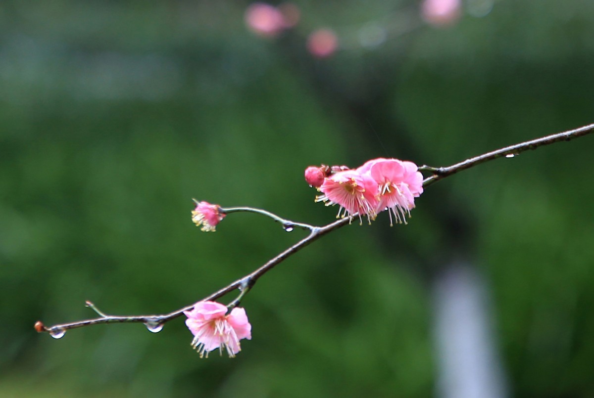 雨中梅花，与众不同。