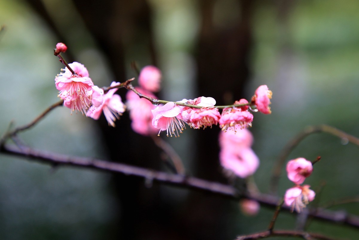 雨中梅花，与众不同。