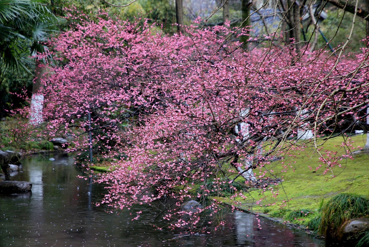 雨中梅花，与众不同。