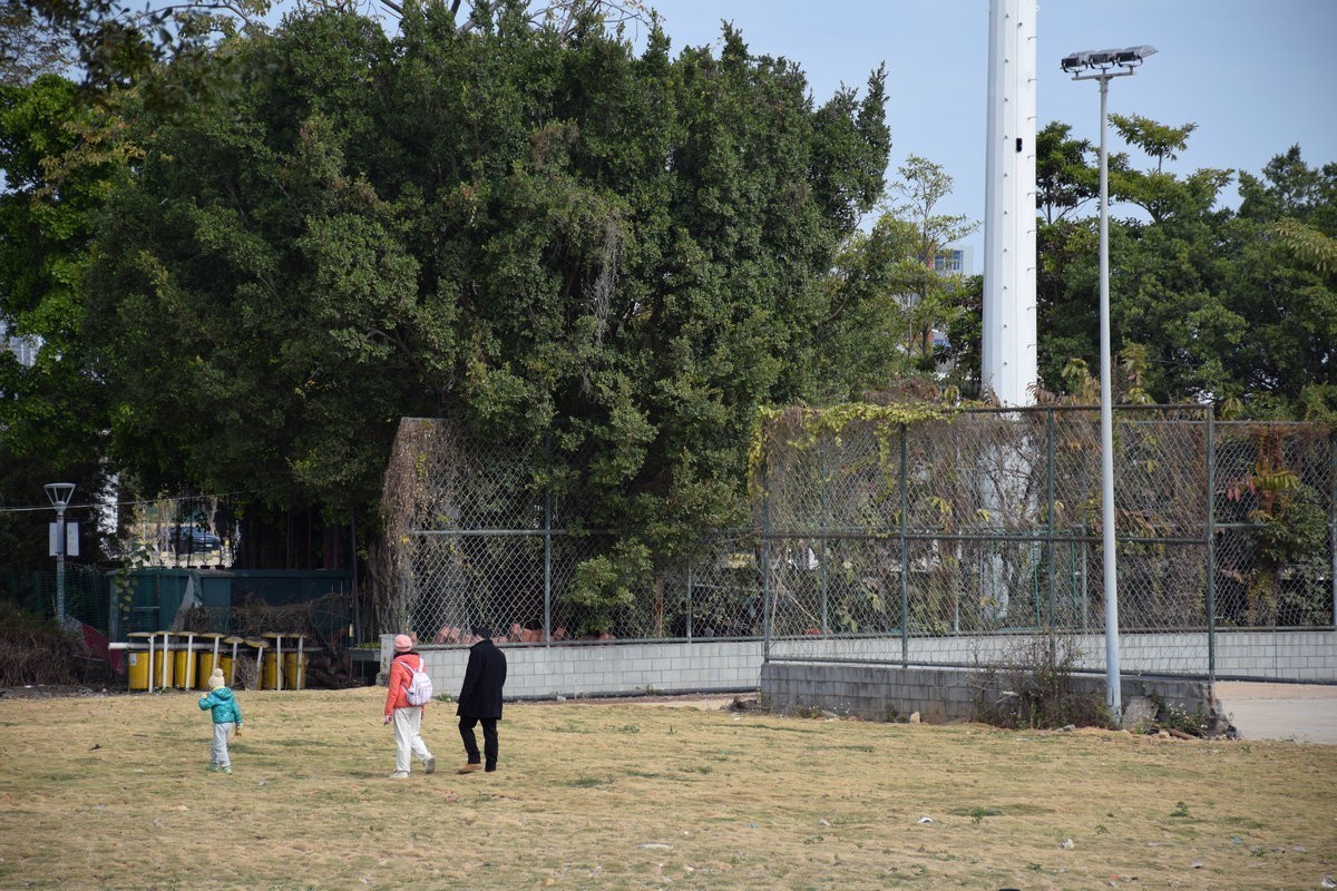 2025春节 广东行（19）观赏礐石大桥