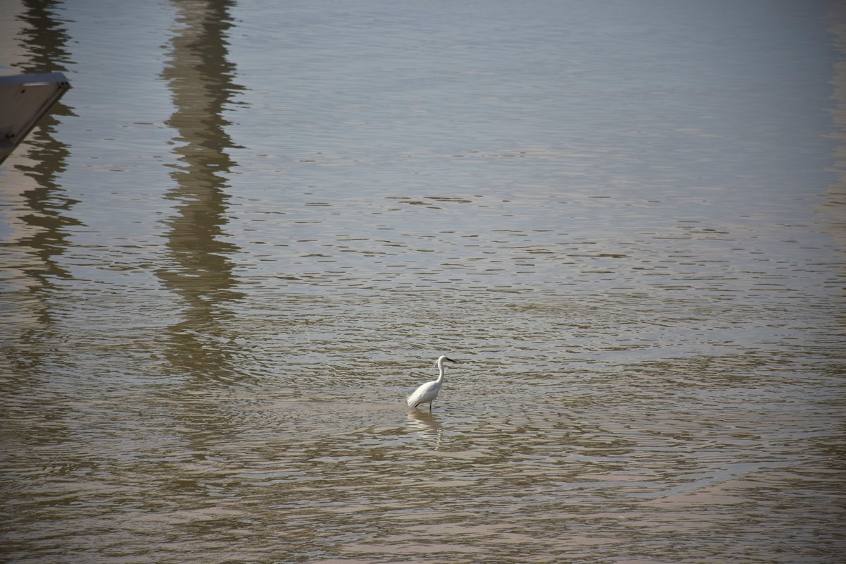 2025春节 广东行（19）观赏礐石大桥