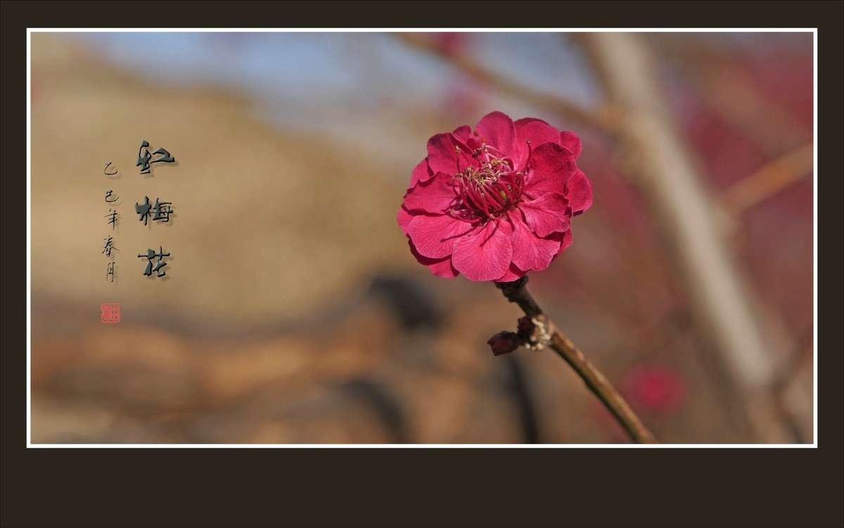 红梅花儿开