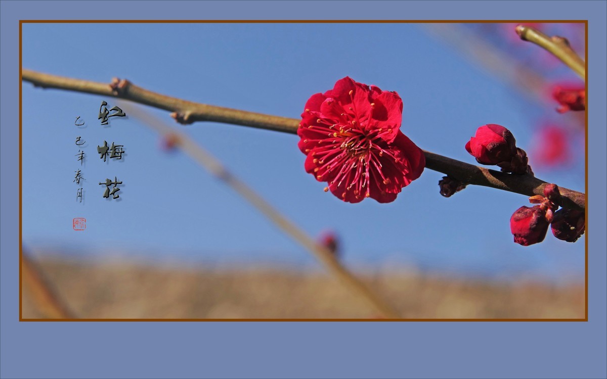 红梅花儿开