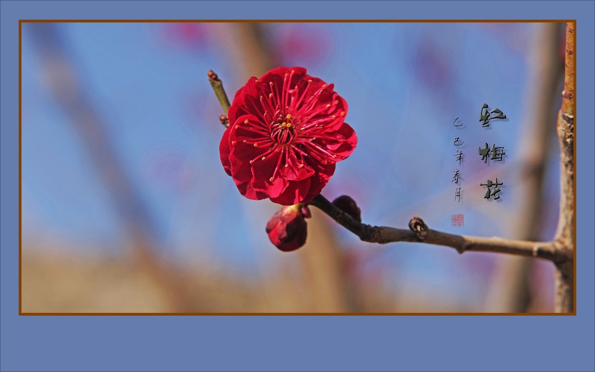 红梅花儿开
