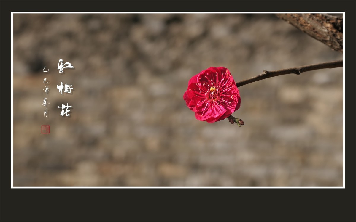 红梅花儿开