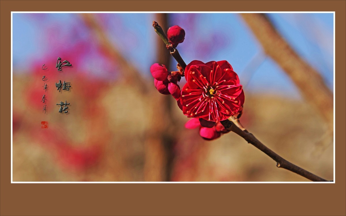 红梅花儿开