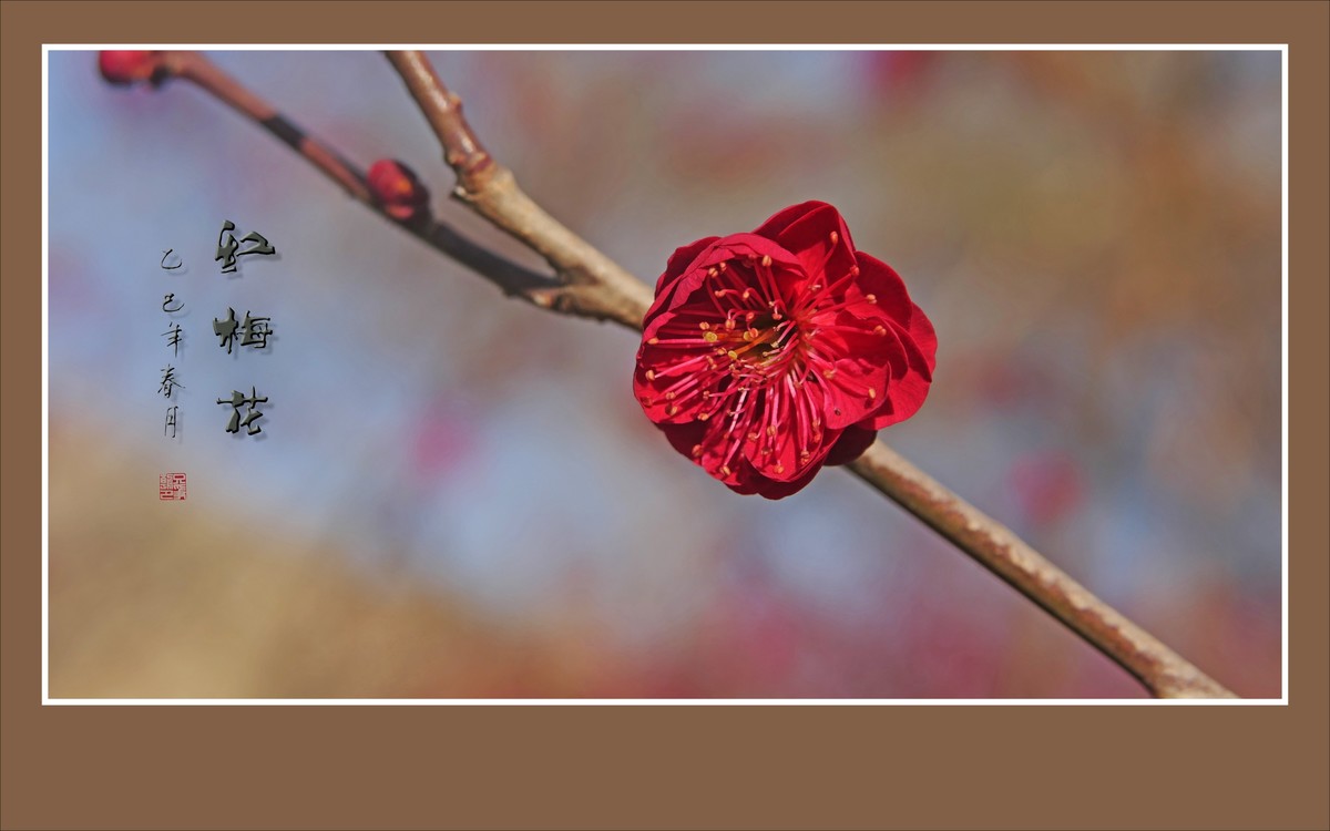 红梅花儿开