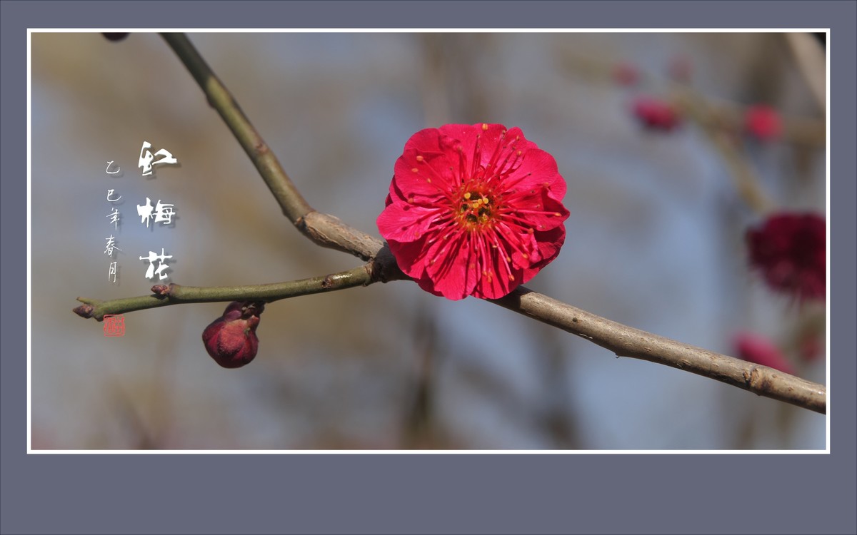 红梅花儿开