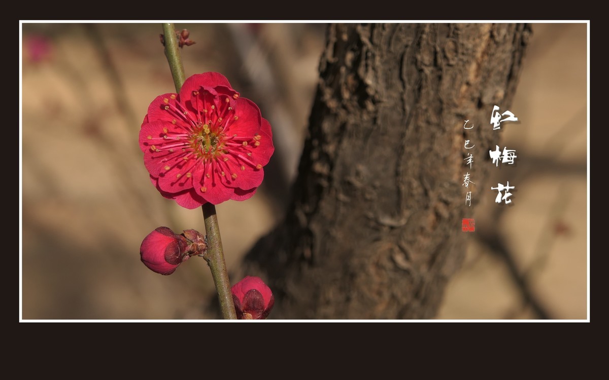 红梅花儿开