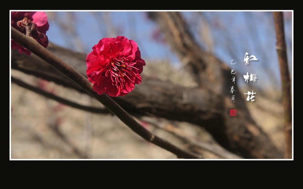 红梅花儿开