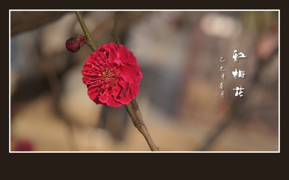 红梅花儿开