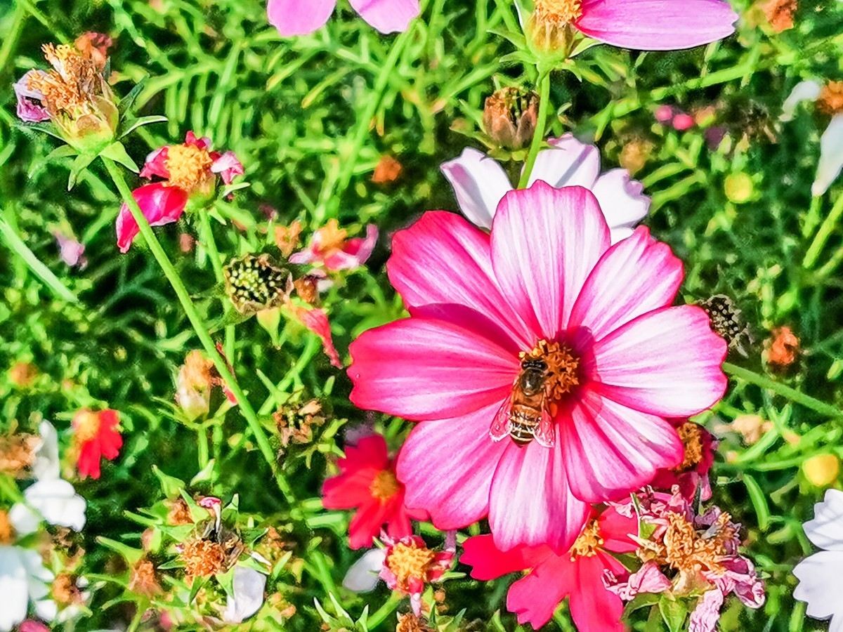 格桑花