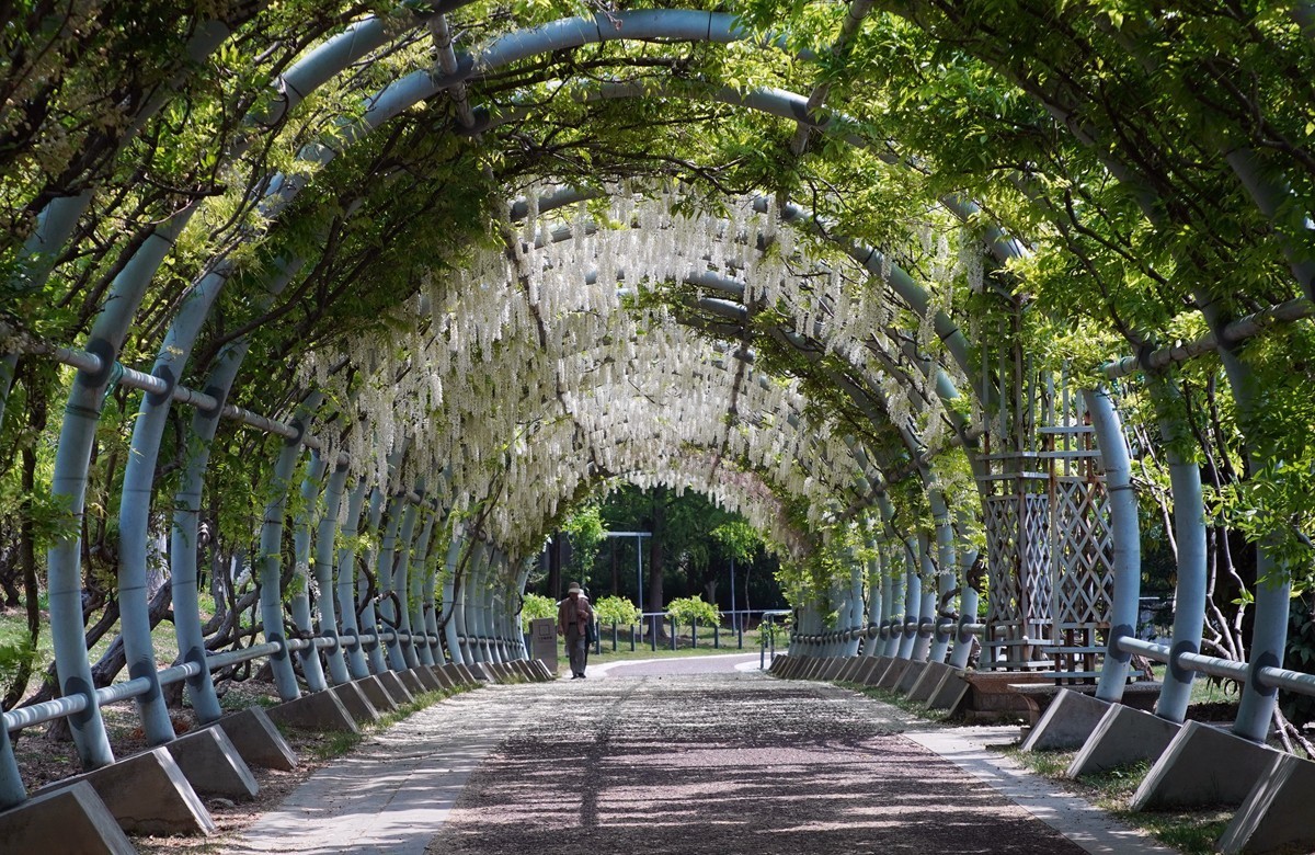 春日花叶汇----宁波植物园春拍