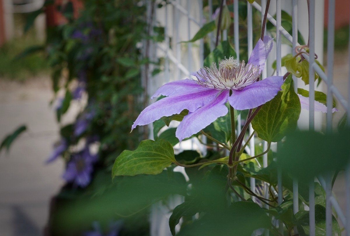 春日花叶汇----宁波植物园春拍
