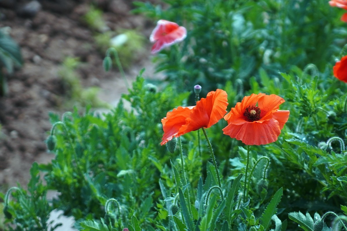 春日花叶汇----宁波植物园春拍