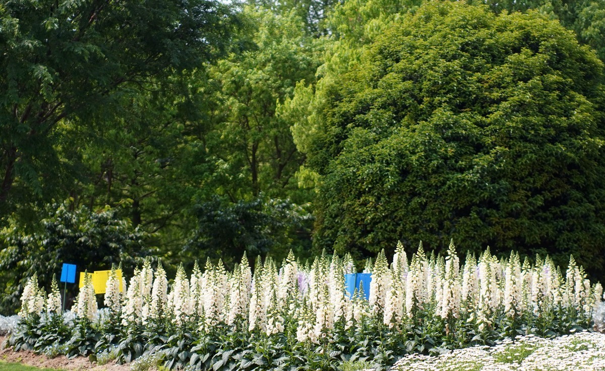 春日花叶汇----宁波植物园春拍