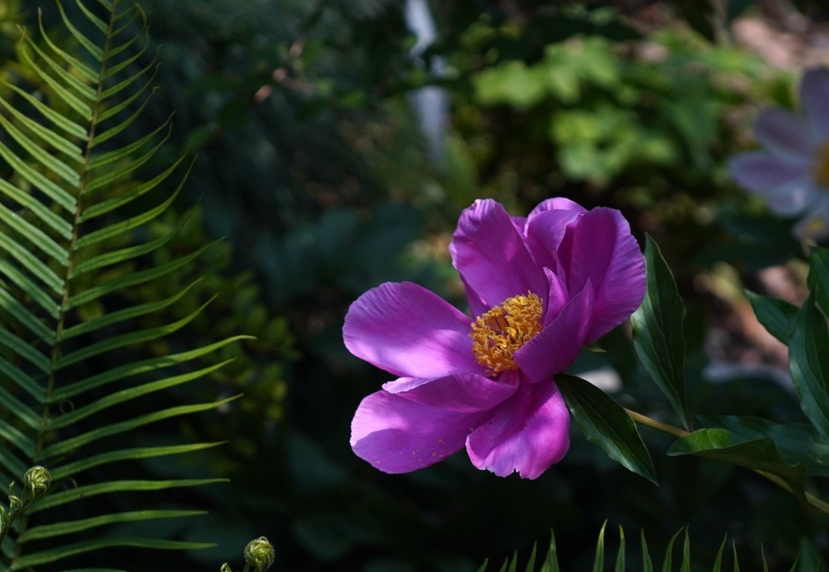 春日花叶汇----宁波植物园春拍