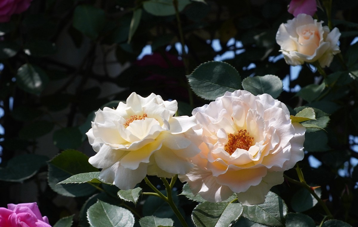 春日花叶汇----宁波植物园春拍