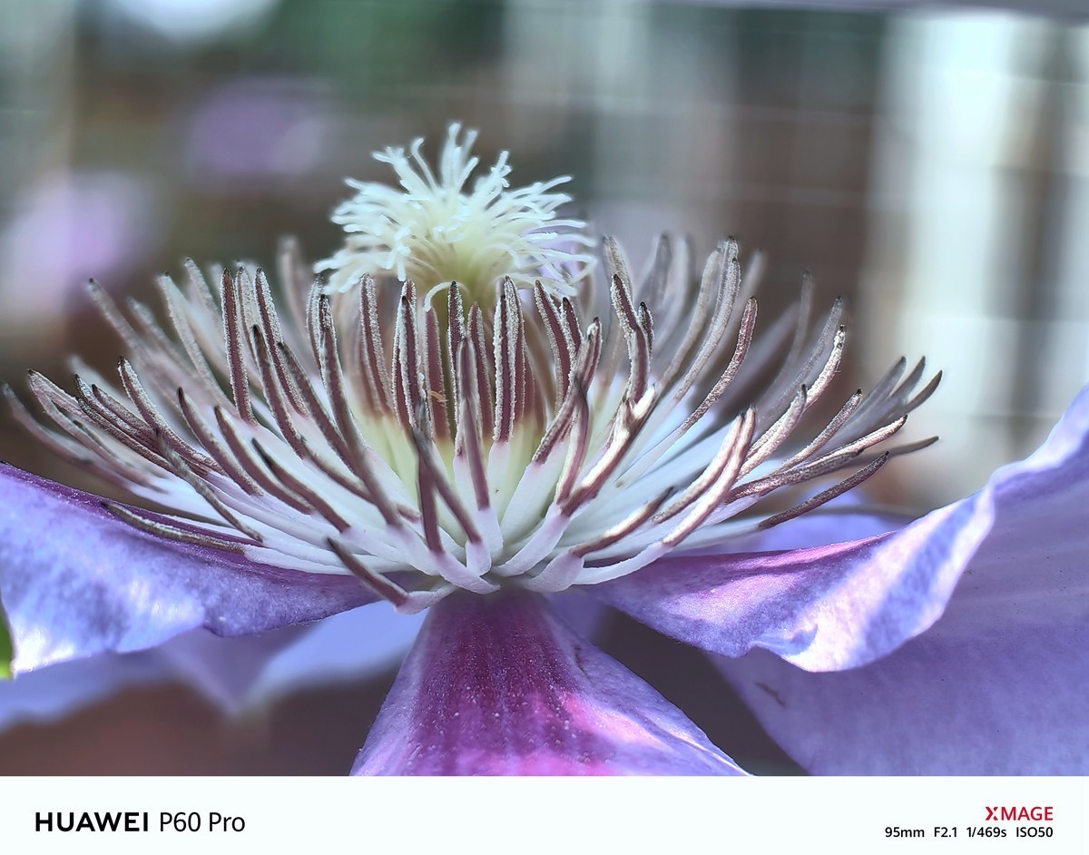 春日花叶汇----宁波植物园春拍