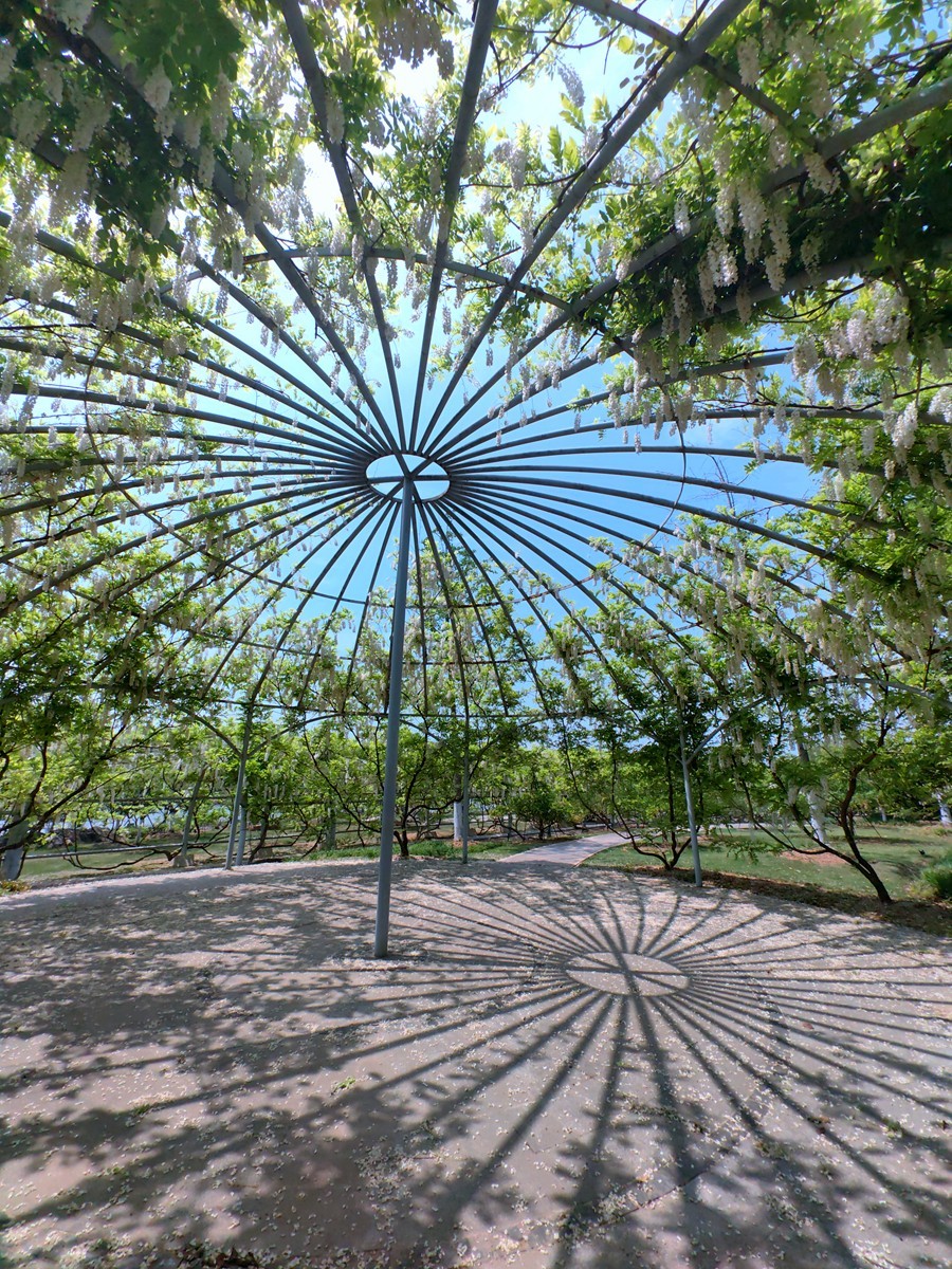 春日花叶汇----宁波植物园春拍