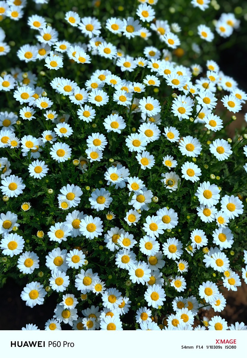 春日花叶汇----宁波植物园春拍