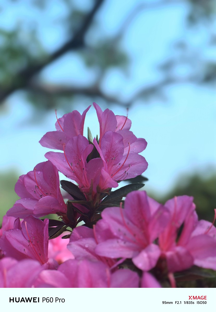 春日花叶汇----宁波植物园春拍