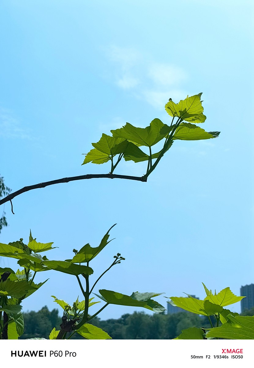 春日花叶汇----宁波植物园春拍