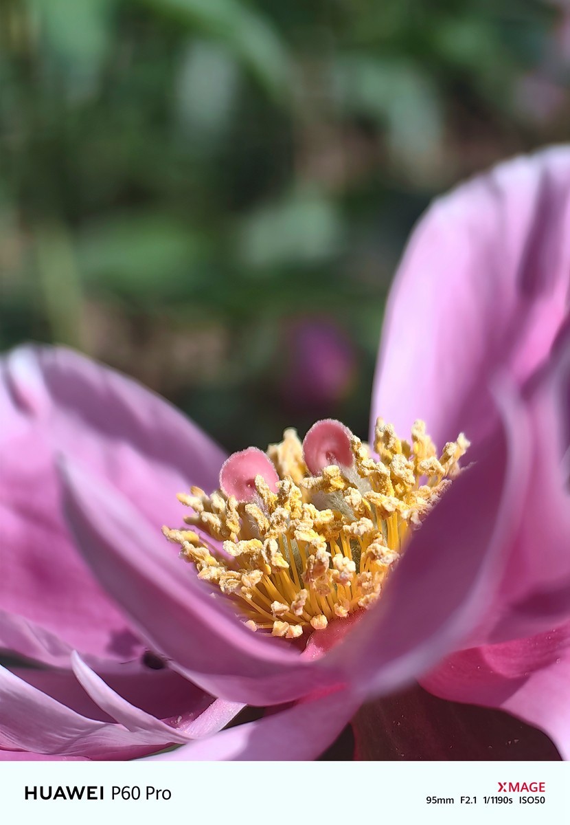春日花叶汇----宁波植物园春拍