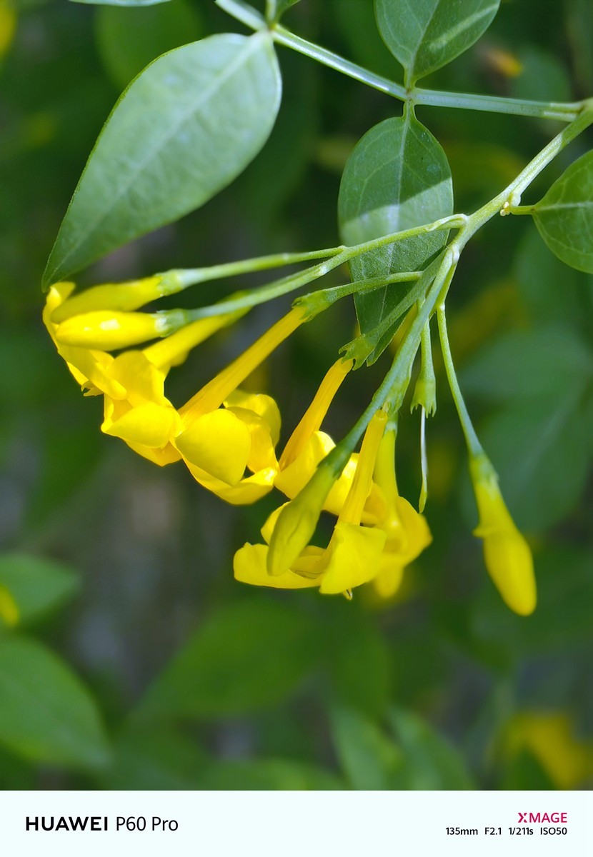 春日花叶汇----宁波植物园春拍