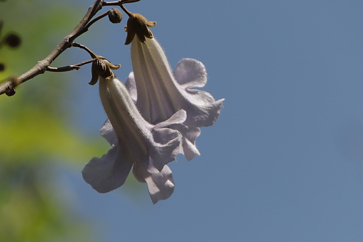 关东百花园（376）——泡桐花（2025）