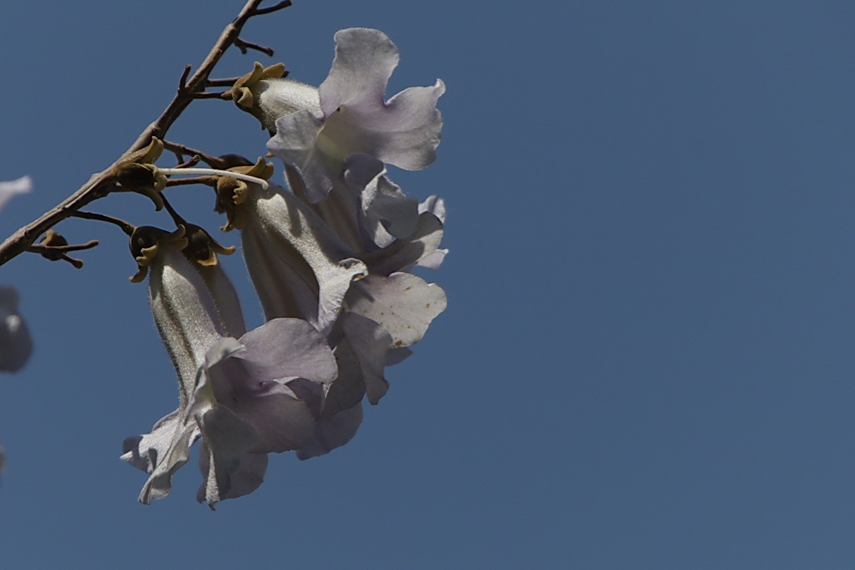 关东百花园（376）——泡桐花（2025）