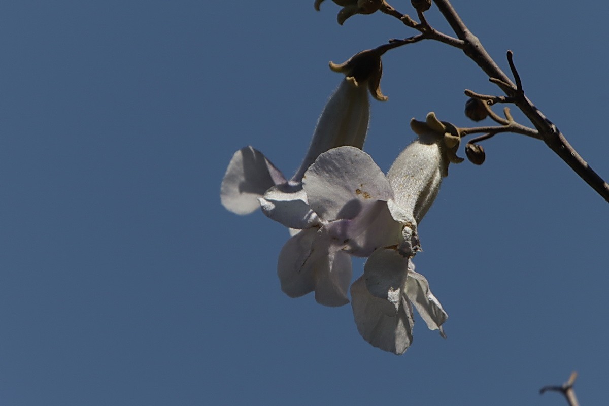 关东百花园（376）——泡桐花（2025）