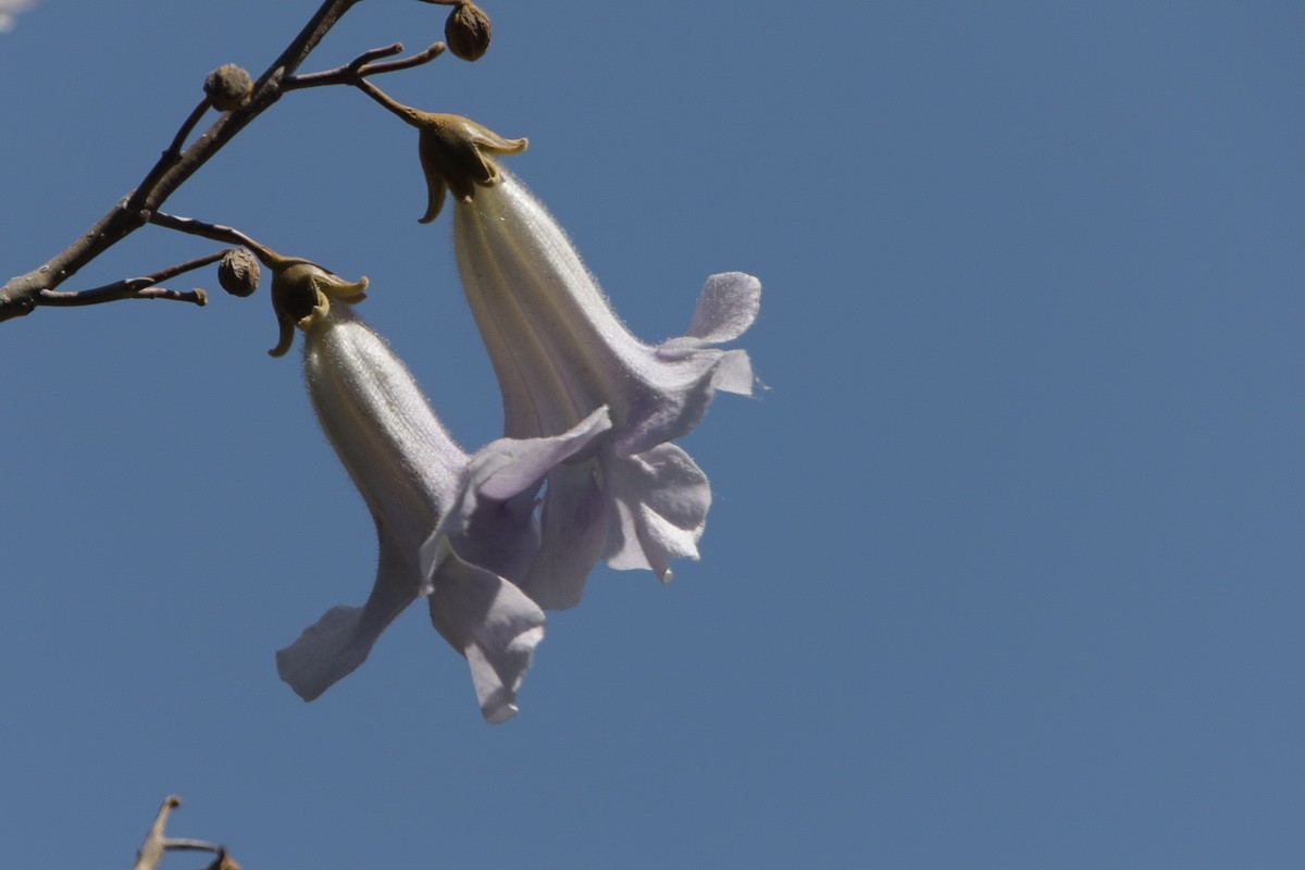 关东百花园（376）——泡桐花（2025）