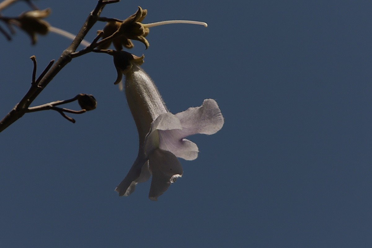 关东百花园（376）——泡桐花（2025）