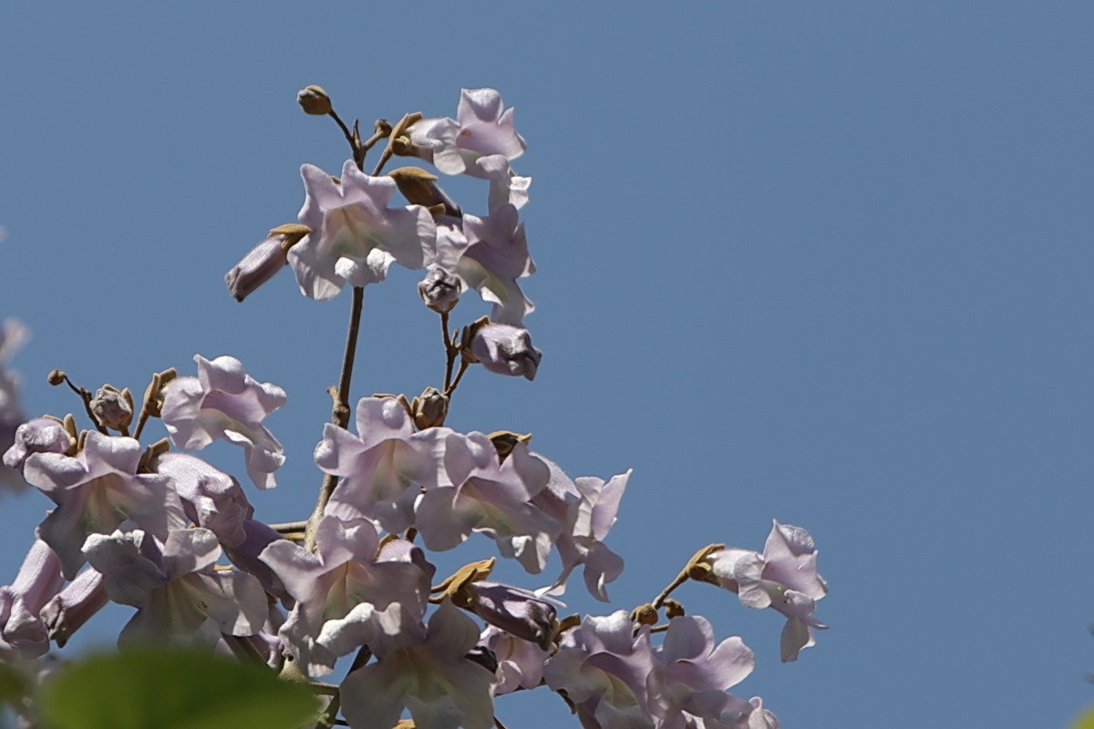 关东百花园（376）——泡桐花（2025）