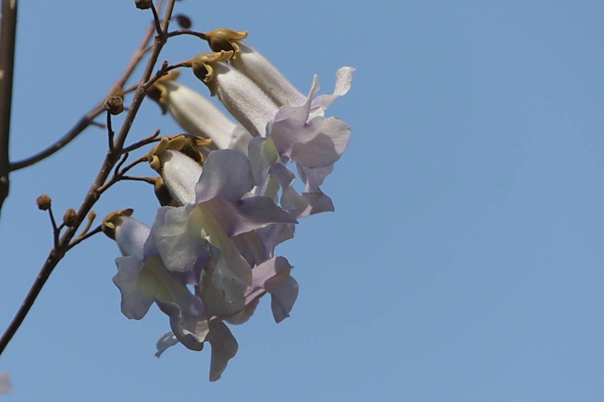 关东百花园（376）——泡桐花（2025）